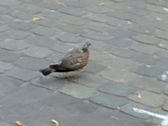 Columba livia domestica