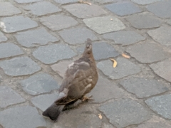 Columba livia domestica