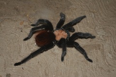 Brachypelma albiceps