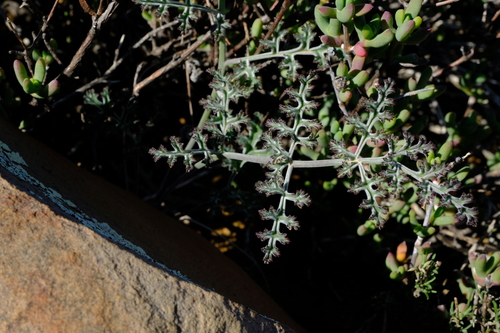Pelargonium carnosum subsp. ferulaceum