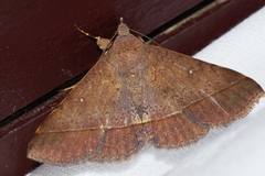 Hypospila bolinoides