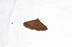 Hypospila bolinoides
