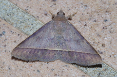 Hypospila bolinoides