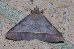 Hypospila bolinoides