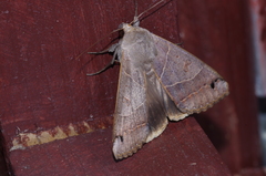 Ophiusa triphaenoides