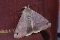 Ophiusa triphaenoides