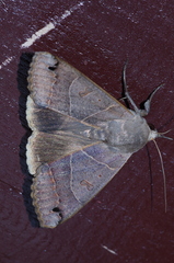 Ophiusa triphaenoides