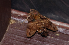 Macroglossum pyrrhosticta