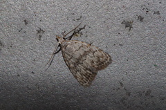 Nola thyrophora