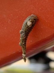 Placobdella hollensis