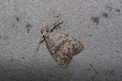 Nola thyrophora