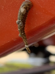 Placobdella hollensis