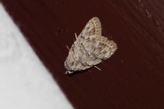 Nola thyrophora