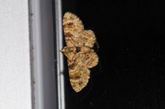 Gymnoscelis admixtaria