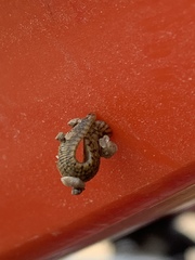 Placobdella hollensis