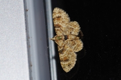 Gymnoscelis admixtaria