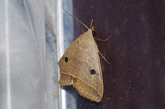 Bocula caradrinoides