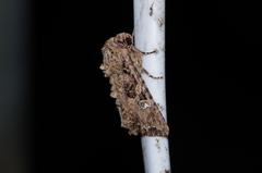 Feliniopsis indistans