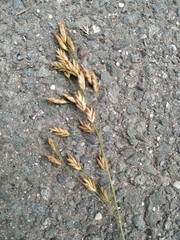 Bromus secalinus