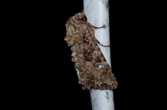 Feliniopsis indistans