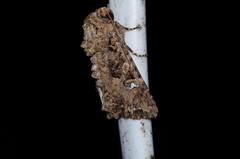 Feliniopsis indistans