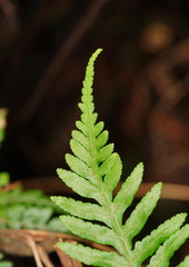 Pteris epaleata