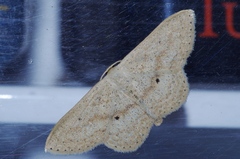 Scopula emma