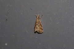 Microchilo inexpectellus