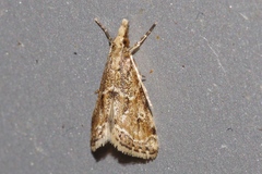 Microchilo inexpectellus