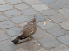 Columba livia domestica