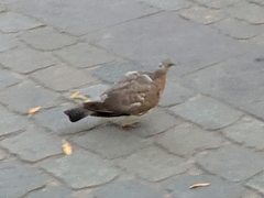 Columba livia domestica