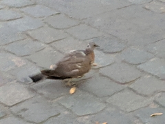 Columba livia domestica
