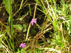 Dianthus deltoides