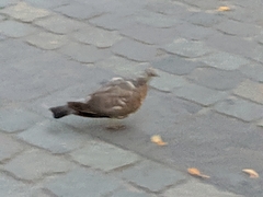 Columba livia domestica