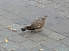 Columba livia domestica