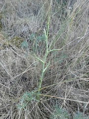 Seseli dichotomum