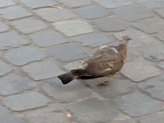 Columba livia domestica