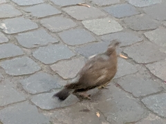 Columba livia domestica