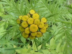 Tanacetum vulgare boreale