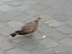 Columba livia domestica