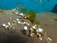 Eudistoma elongatum