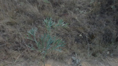 Seseli dichotomum
