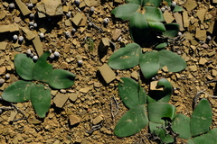 Brunsvigia comptonii