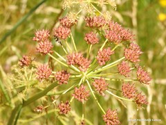 Conopodium subcarneum