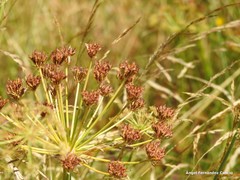 Conopodium subcarneum