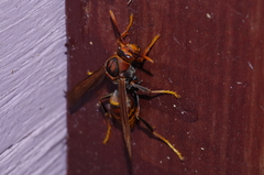 Polistes formosanus