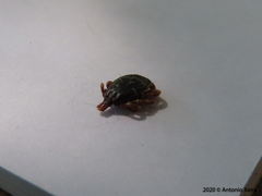 Hyalomma