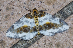 Abraxas miranda aesia