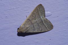 Simplicia cornicalis