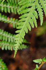 Pteris epaleata